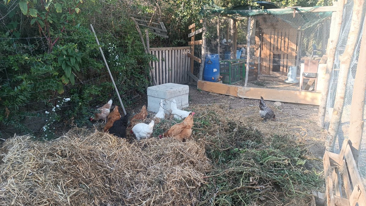 Pau Pujol Jofré tweet media