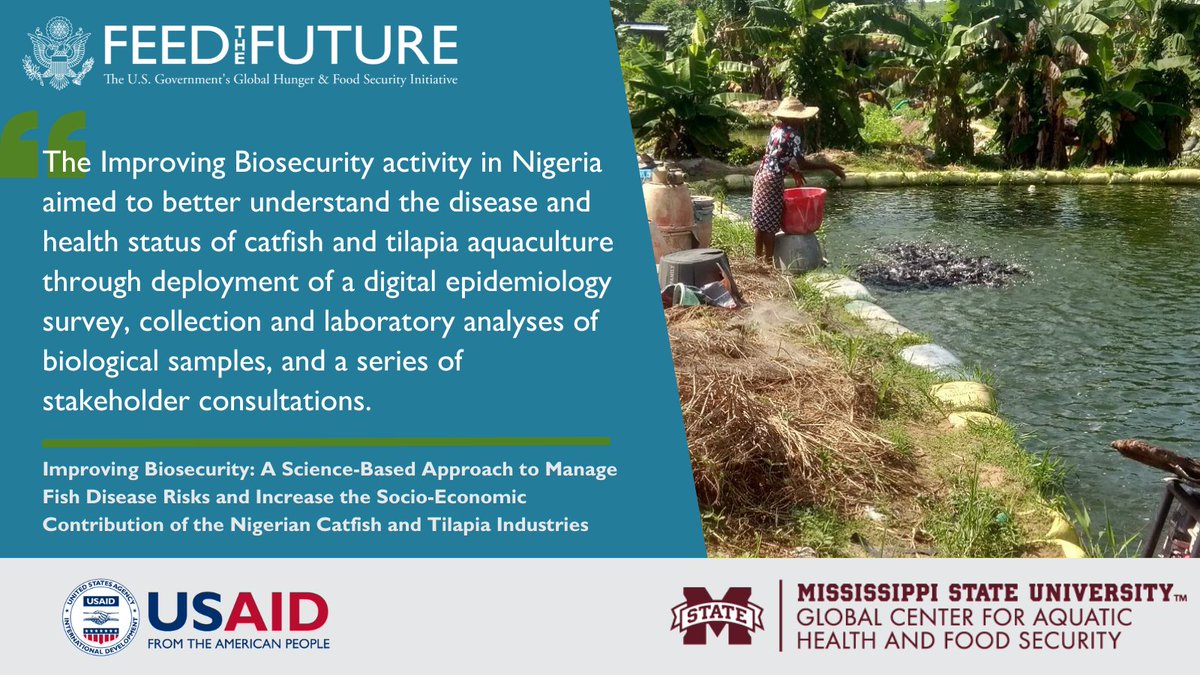 Check out the latest executive summary of results and findings from our Improving Biosecurity activity in Nigeria led by researchers from <a href="/WorldFishCenter/">WorldFish</a>, the University of Ibadan, and <a href="/msstate_vetmed/">MSSTATE VETMED</a>! fishinnovationlab.msstate.edu/sites/www.fish…