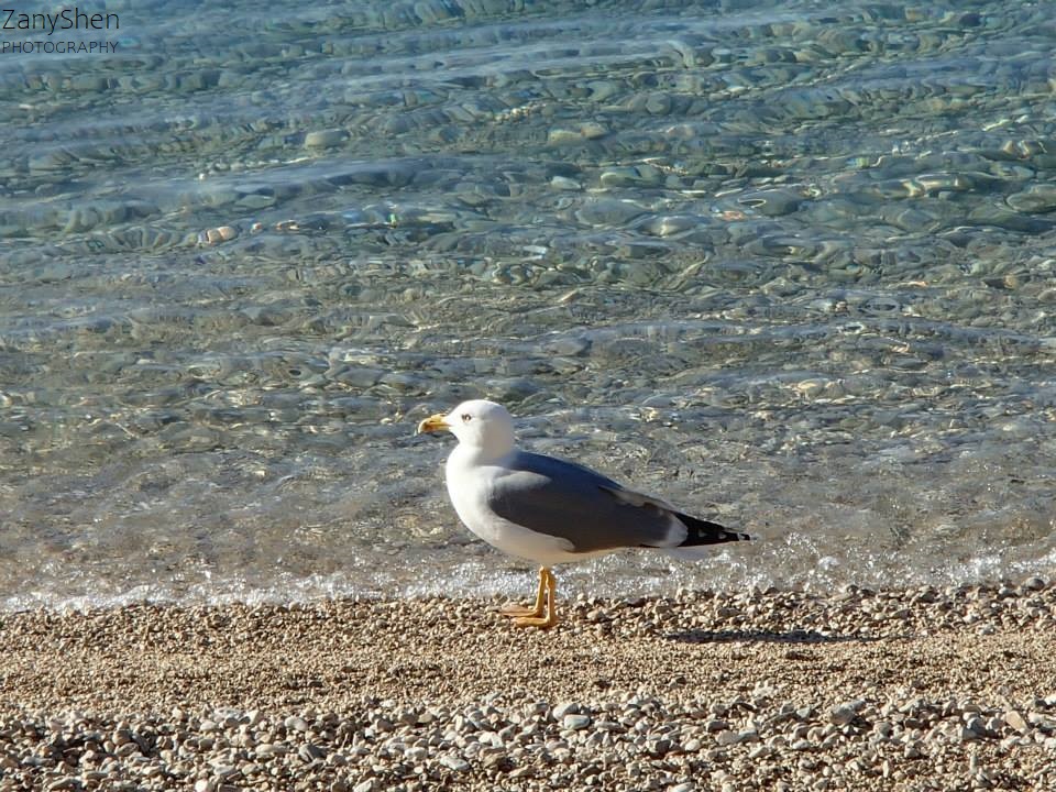 ZanyShenanigans's tweet photo. A song came to mind....in #Croatia…. (”Galeb i ja” by Oliver Dragojević)
#galeb
#Dalmacija
#seagull
#Jadran
#sea
#nature
#enjoy
#newpost
#ZanyShen
#photography https://t.co/sows69hoFQ