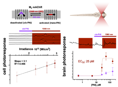 Rosalba Sortino (@rosalbasortino) on Twitter photo Three‐Photon Infrared Stimulation of Endogenous Neuroreceptors in Vivo - Sortino - Angewandte Chemie International Edition-Wiley Online Library onlinelibrary.wiley.com/doi/abs/10.100… <a href="/IBECBarcelona/">IBEC</a> <a href="/ICFOnians/">ICFO</a> <a href="/ProjectDeeper/">DEEPER_project</a> @BIST <a href="/CIBERBBN/">CIBER-BBN</a> <a href="/icreacommunity/">ICREA Community</a> <a href="/RosalbaSortino/">Rosalba Sortino</a> <a href="/_carluz_/">Carlo ⌬ Matera</a> <a href="/FabioRiefolo/">Fabio Riefolo</a> Three‐Photon Infrared Stimulation of Endogenous Neuroreceptors in Vivo - Sortino - Angewandte Chemie International Edition-Wiley Online Library onlinelibrary.wiley.com/doi/abs/10.100… <a href="/IBECBarcelona/">IBEC</a> <a href="/ICFOnians/">ICFO</a> <a href="/ProjectDeeper/">DEEPER_project</a> @BIST <a href="/CIBERBBN/">CIBER-BBN</a> <a href="/icreacommunity/">ICREA Community</a> <a href="/RosalbaSortino/">Rosalba Sortino</a> <a href="/_carluz_/">Carlo ⌬ Matera</a> <a href="/FabioRiefolo/">Fabio Riefolo</a>