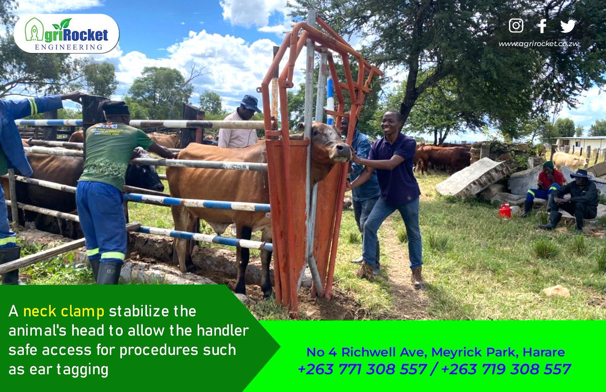 agrirocket_eng's tweet image. A neck clamp stabilize the animals head to allow the handler safe access for procedures such as ear tagging 

#neckclamp #digitalscale #bodyclamp #cattle #animals #ranching #dairyfarming