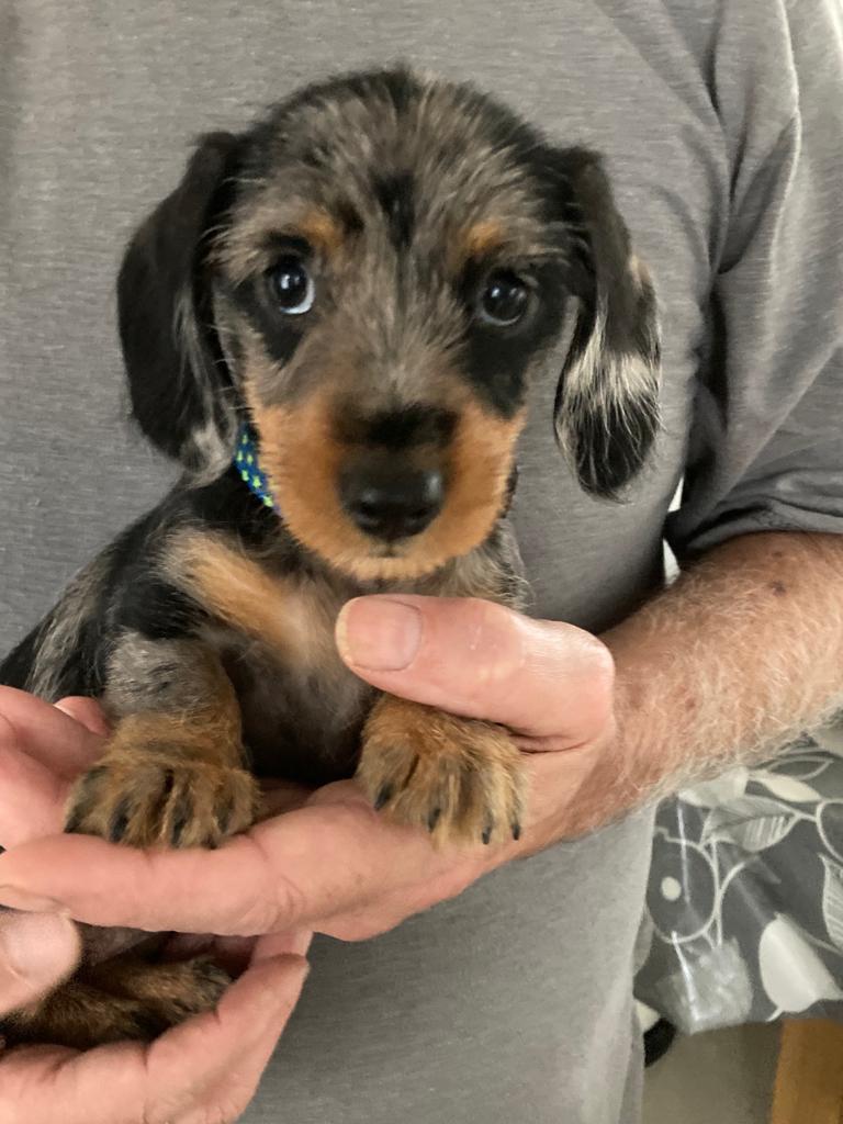 New recruit for the #SausageArmy  Our friends new puppy.. Lily.. 😍