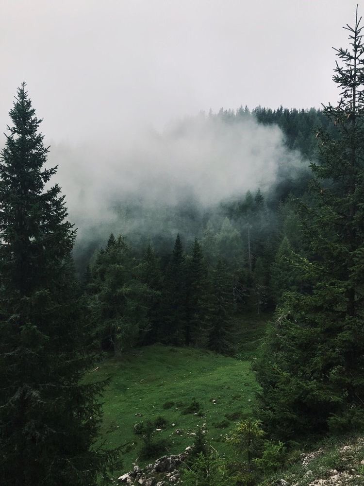 gIoomyweather's tweet photo. dark forest. https://t.co/zyWkJ01FXk