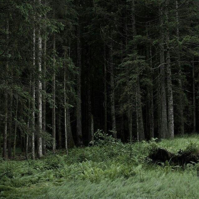 gIoomyweather's tweet photo. dark forest. https://t.co/zyWkJ01FXk