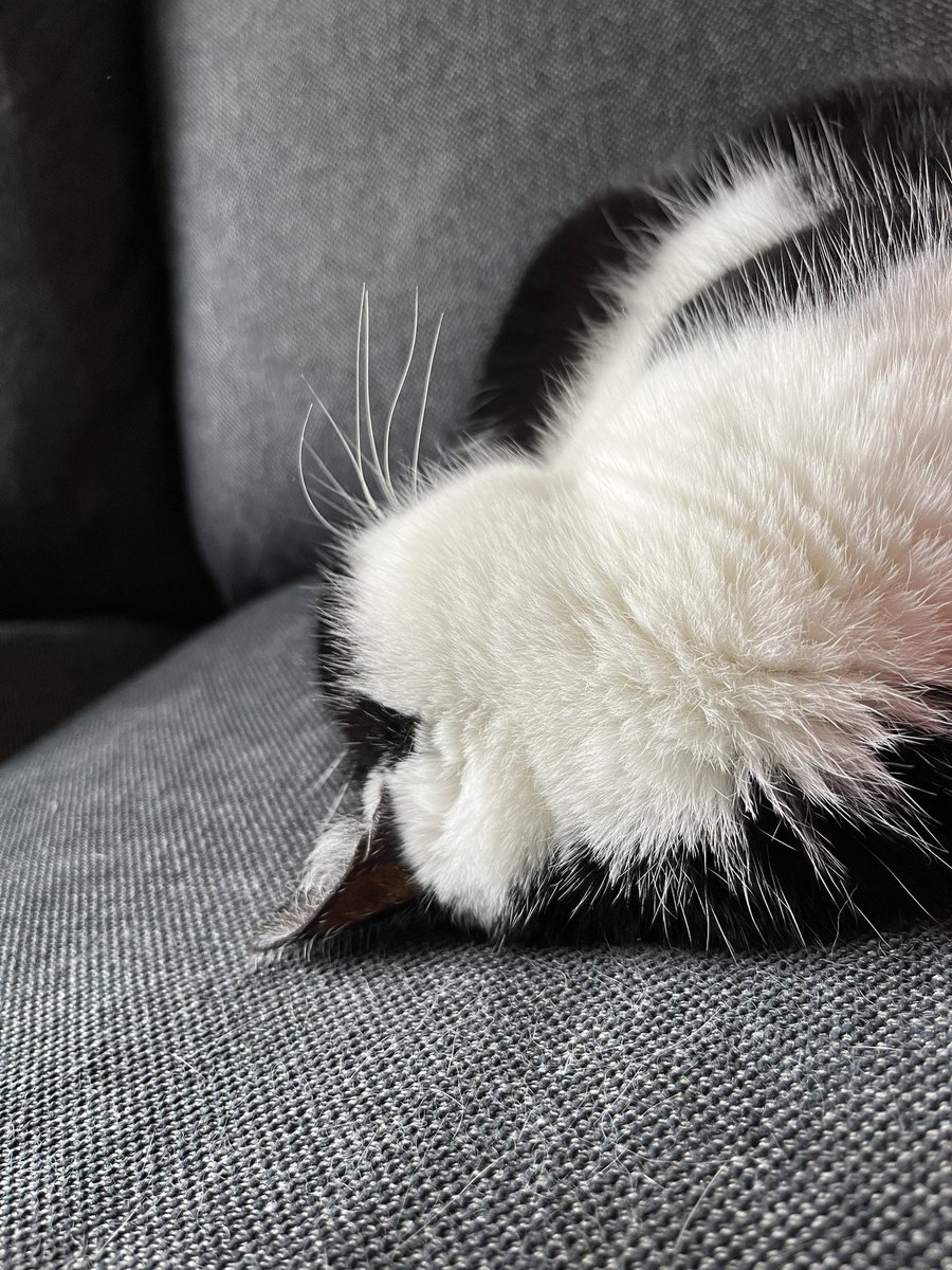 the best writing partner #amwriting