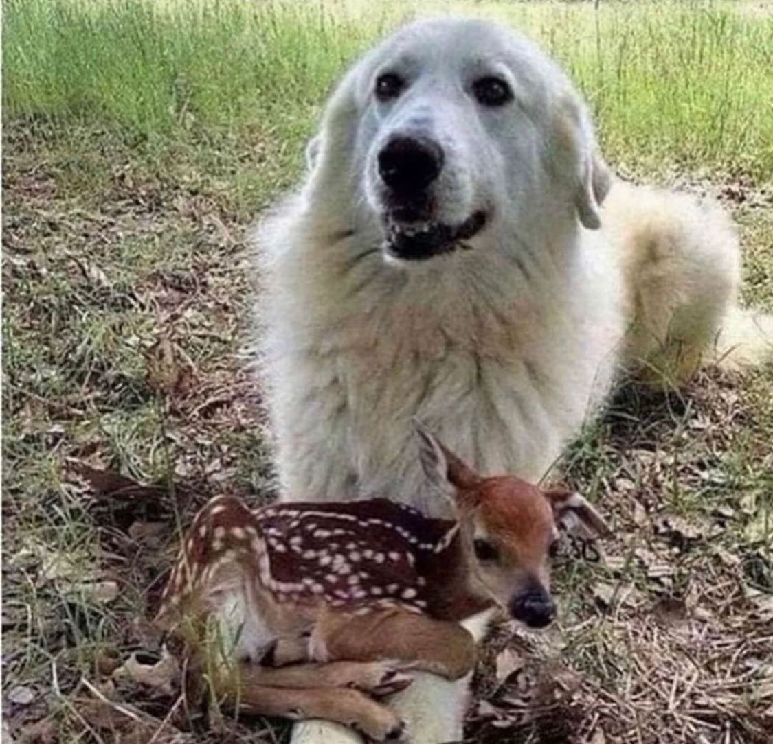 ramblingsloa's tweet photo. Be kind, for everyone you meet is fighting a battle you know nothing about.

Wendy Mass https://t.co/CGFMSHf6fR