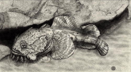 ASA_JASA's tweet photo. SPECIAL ISSUE: FISH BIOACOUSTICS

The call rate of oyster toadfish is affected by aggregate sound level but not by specific vessel passages: https://t.co/HVji9J9lOE

#acoustics #bioacoustics @CBLOutreach https://t.co/73oC8ptYva