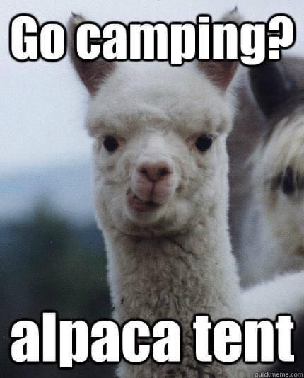Who's up for an alpaca tent adventure? Tag your camping buddies who would be 'woolly' excited about this! 🦙⛺ #AlpacaGlamping #TentGoals #CampingWithAlpacas"