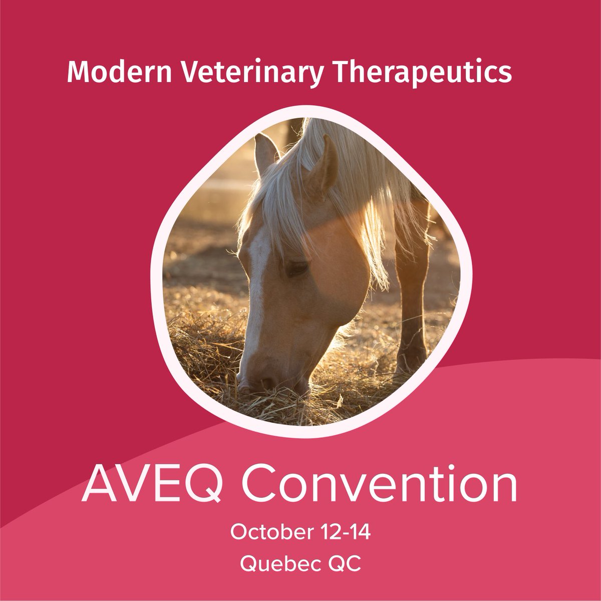 Modern_Vet's tweet photo. Who’s heading to the #AVEQ convention this week? We can't wait to connect with fellow horse lovers and share our latest products. Hope to see you there! https://t.co/YxIS0ms1oH