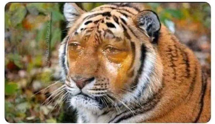 When you realize you missing the vibe and love <a href="/PkulelUMC/">Pkulel University</a> <a href="/DjamilleMashin/">Djamille</a>
<a href="/kalya_kiprono/">Kiprono Kalya</a>
#FreeGaza #Pkulel #IsraelTerrorists