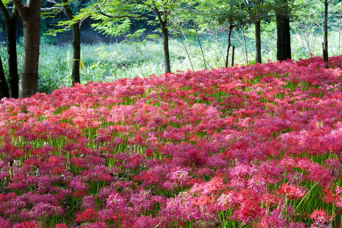 Ichiban_Japan's tweet photo. Les douces couleurs du début d'automne au Japon 🍂 https://t.co/tRgBXTI6Bp