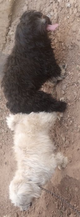 Shimafarm's tweet photo. Short snout Lhasa apso available for stud service in Abuja 09073167572 https://t.co/x7RvuCPSHv