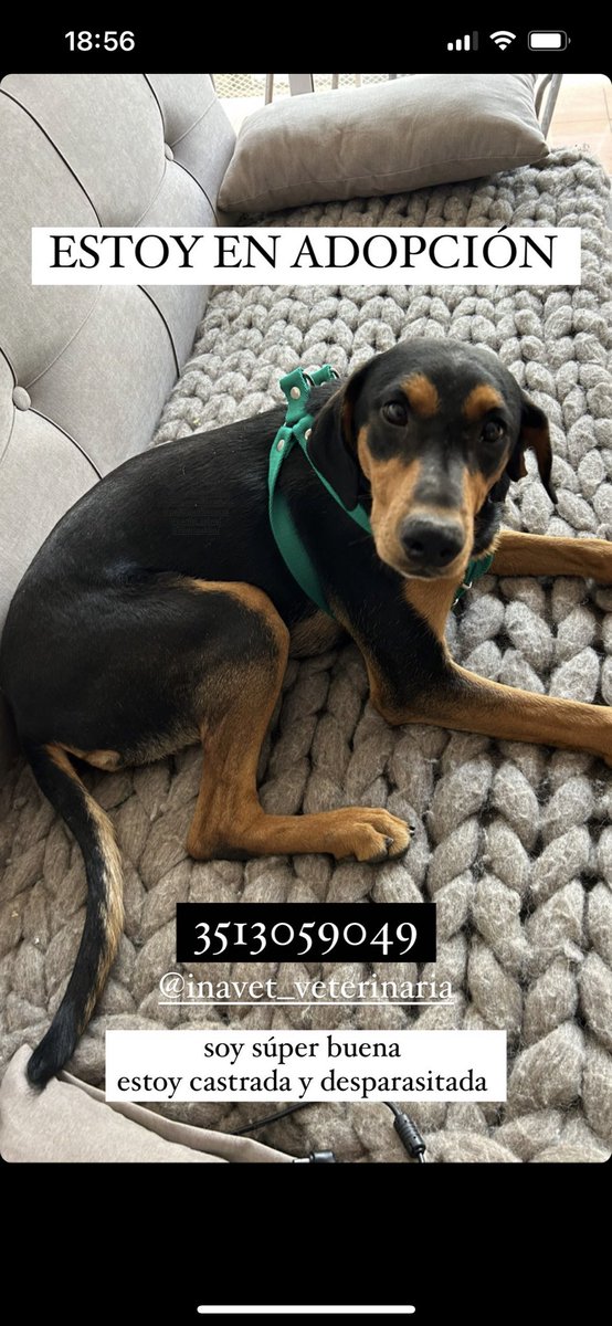 GiRinaldini's tweet photo. Busco PROVISORIO/ADOPTANTE para Almendra, la encontré ayer, es una perrita de un año y medio aprox, esta castrada y desparasitada. Es muy buena, obediente, hace pis y caca afuera. Se lleva bien con otros perros. 
Me ofrezco a llevarla a donde sea. 
@VivireNuevaCba https://t.co/9YZdw13uUC