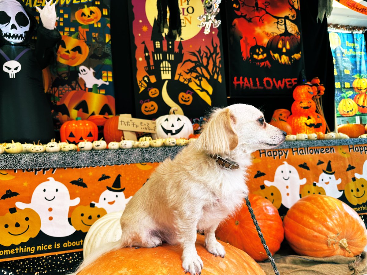 80tainyo80's tweet photo. 🎃#Halloween https://t.co/Ss2prQhlOy
