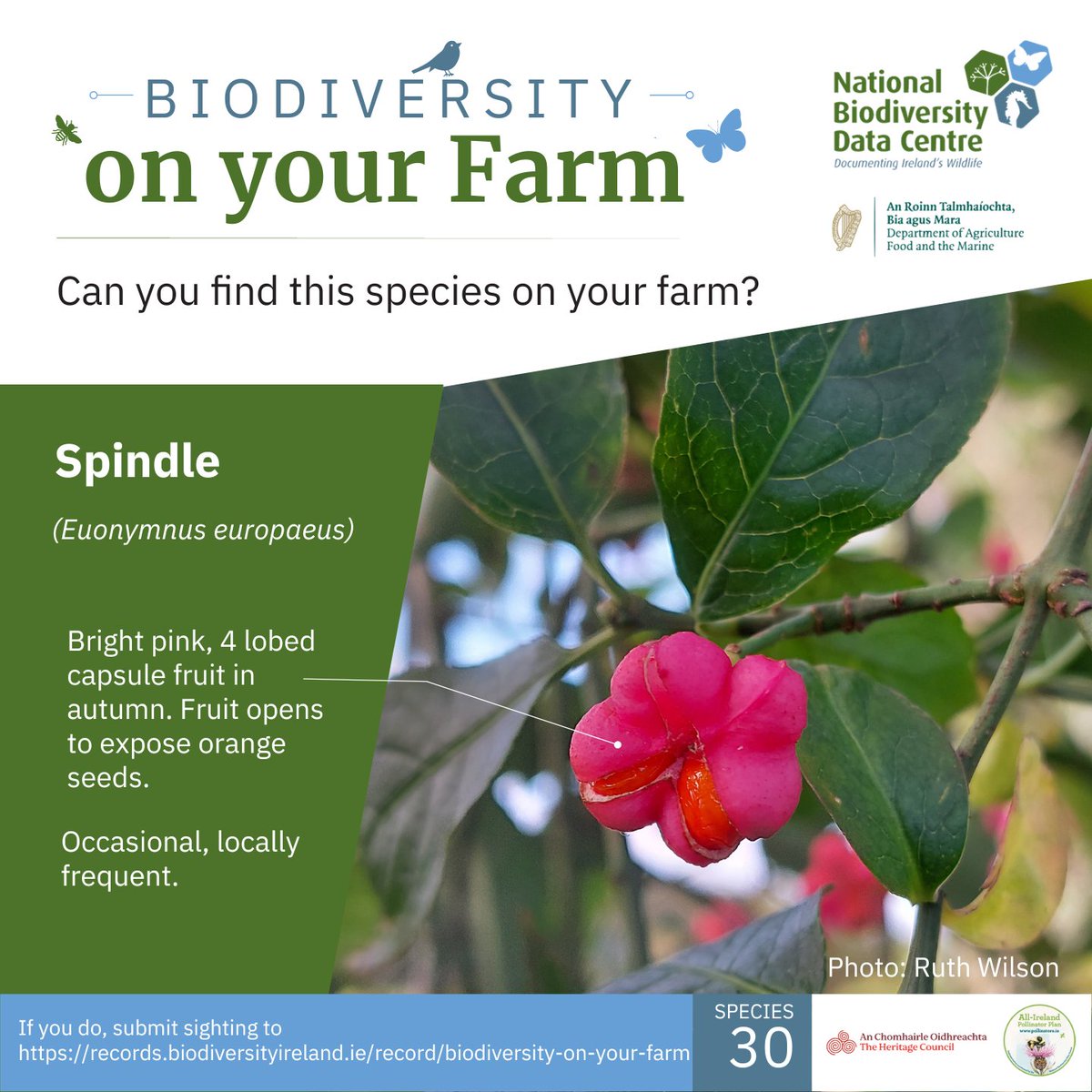 Biodiversity Ireland tweet media