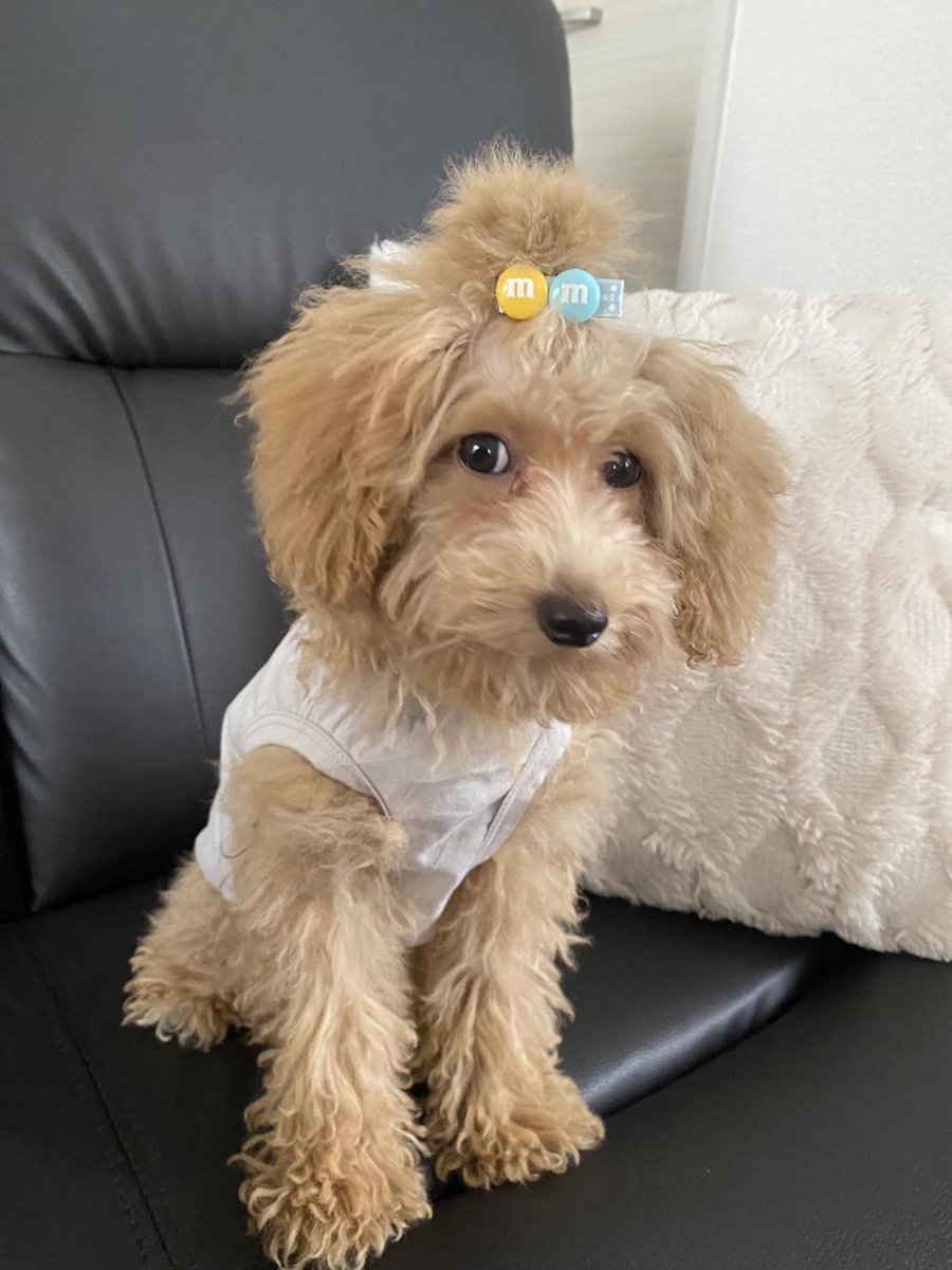 skylarks1975's tweet photo. Sofi Enjoying Some Solo Fun! #doglover #cute #dogowner https://t.co/IhlCSiWXTP via @YouTube https://t.co/EvXP8334tw