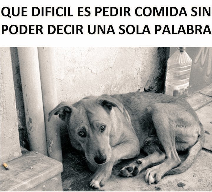 Perrosenlacalle's tweet photo. Si no puedes rescatarlo, dale un poco de comida y haz  la diferencia..... https://t.co/7KiNahl7kX
