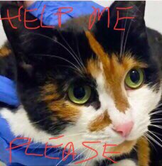 🆘CODE RED: EXTREMELY URGENT🆘
Sad and lonely SHELBY MITTENS, just 5yrs old, is at #HIGH #RISK of losing her life and needs #IMMEDIATE #RESCUE‼️
PLEASE #RT #PLEDGE #FOSTER #ADOPT - everything you can do to #HELP✔️
<a href="/LOVE_CATS_ONE/">Nathalie Ⓥ 𓃟 #Pigoneer</a> #cats #NYC #Brooklyn
#AdoptDontShop
RT<a href="/PeterAskin1/">Peter Askin</a>