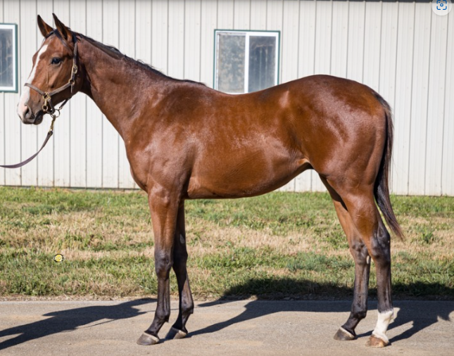 gameofsilksbot's tweet photo. Welcome to our @gameofsilks stable FLY'N FRISBEE
This Gelding is by leading 1st crop Sire - Maximus Mischief and the Dam - Minutia by Concord Point.
#fantasy #HorseRacing #game #web3 #realownership #realracing #realrewards #maximusmischief
https://t.co/eNxlcXyQFP https://t.co/ecnzIz7Bhu