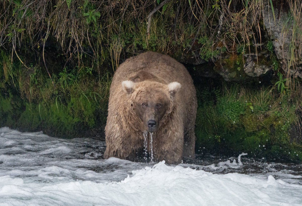 Congratulations to the #FatBearWeek winner, Grazer! 👑

This mama bear has been seen confronting much larger males (and winning). Now they know to give her space when she's eating her salmon. 

Photo Credit: Katmai NPS Photo/F. Jimenez