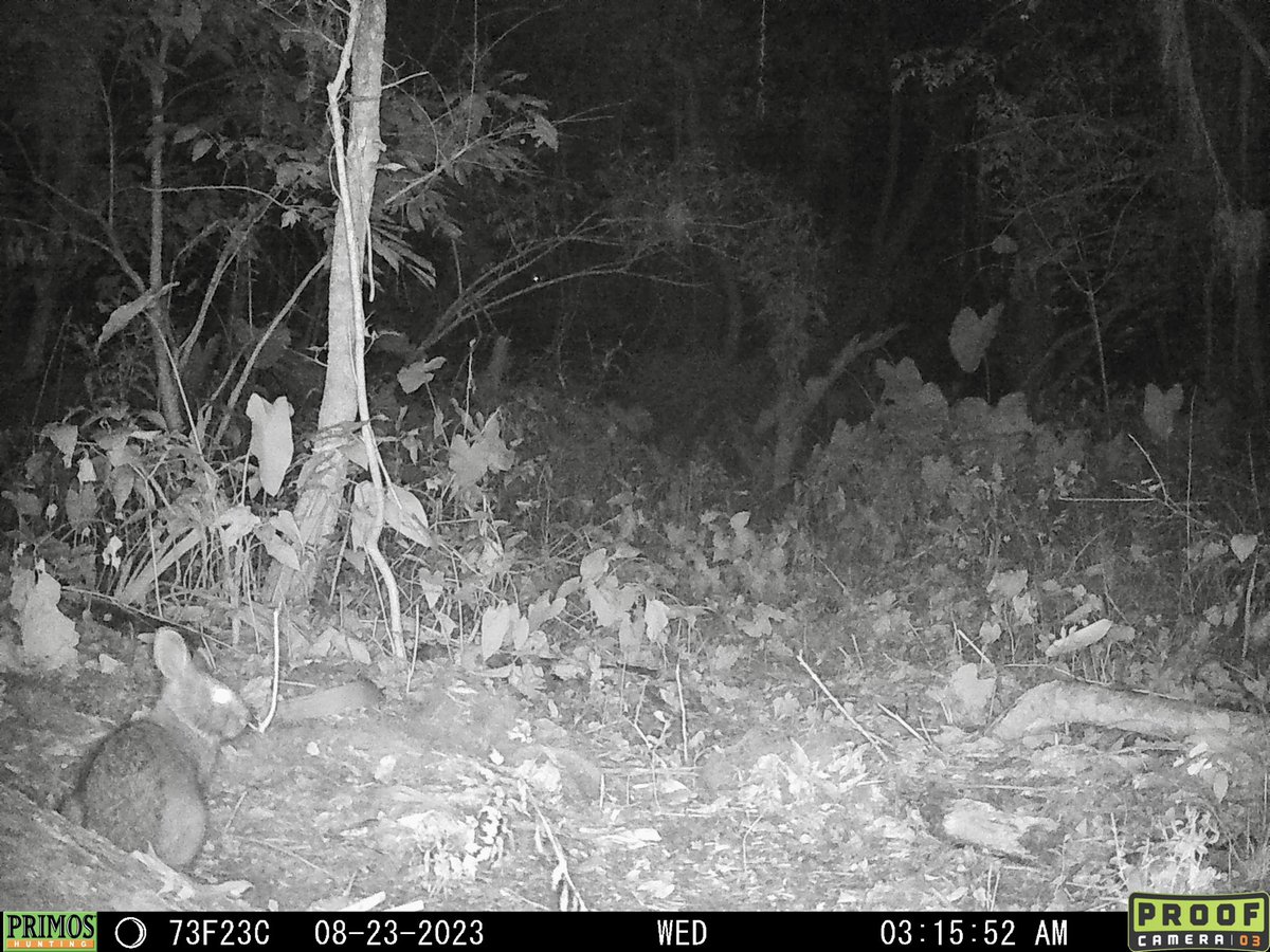 mhallett2320's tweet photo. Something new yesterday while checking #SnapshotUSA cameras in @GainesvilleGov parks w/ @UFWildlife interns… Very large water oak overturned, sending tree with our #cameratrap skyward… Data went from ground-level photos of marsh #rabbits to overhead shots of white-tailed #deer! https://t.co/pTK6tIuS5F
