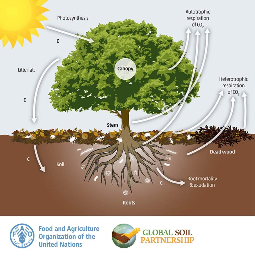 FAOLandWater's tweet photo. #DYK that the carbon cycle starts in soils? ⁉️

The #carbon stored in soil organic matter is crucial to soil health, fertility and ecosystem services, including food production and #ClimateAction  

🥦 Learn more about the role of carbon in #SoilHealth ➡️ https://t.co/oZ1YuiFbPp https://t.co/6q0LqjQ09Z