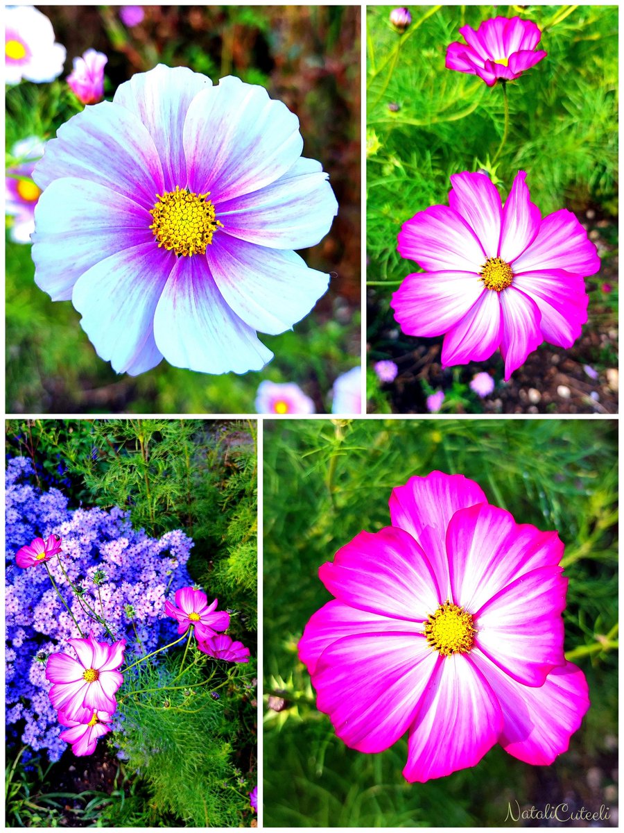 Blooming cosmos is pleasant in every way...
🌿💮🌿🌸🌿💮🌿
#cuteeli #art #nature #beautiful #NaturePhotography #floriculture #flowers #positive #environment #NatureCommunity #gardening #NatureBeauty #garden #bloom