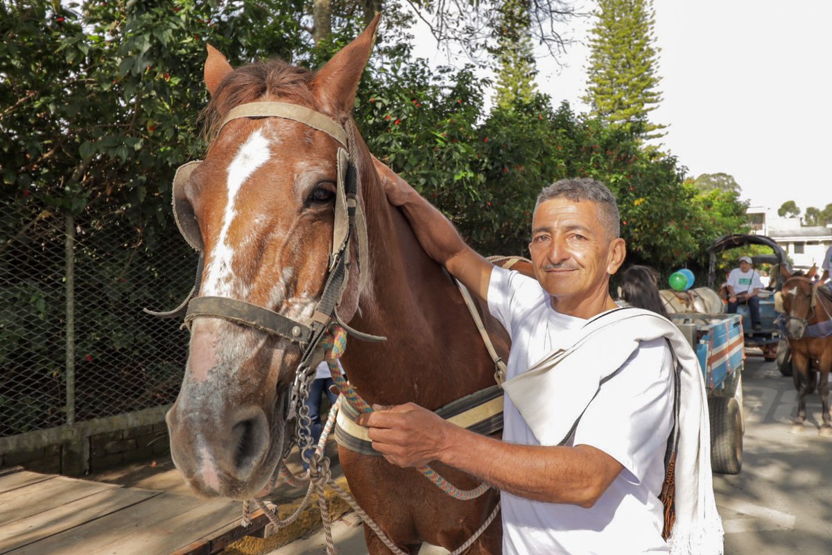 jclopezcastri's tweet photo. 🐴🥺 ¡Lágrimas y sonrisas de emoción. Sentimientos de gratitud!

Estas imágenes representan un momento histórico: la primera jornada de sustitución de carretillas en Popayán. https://t.co/gwgoQJm5qv