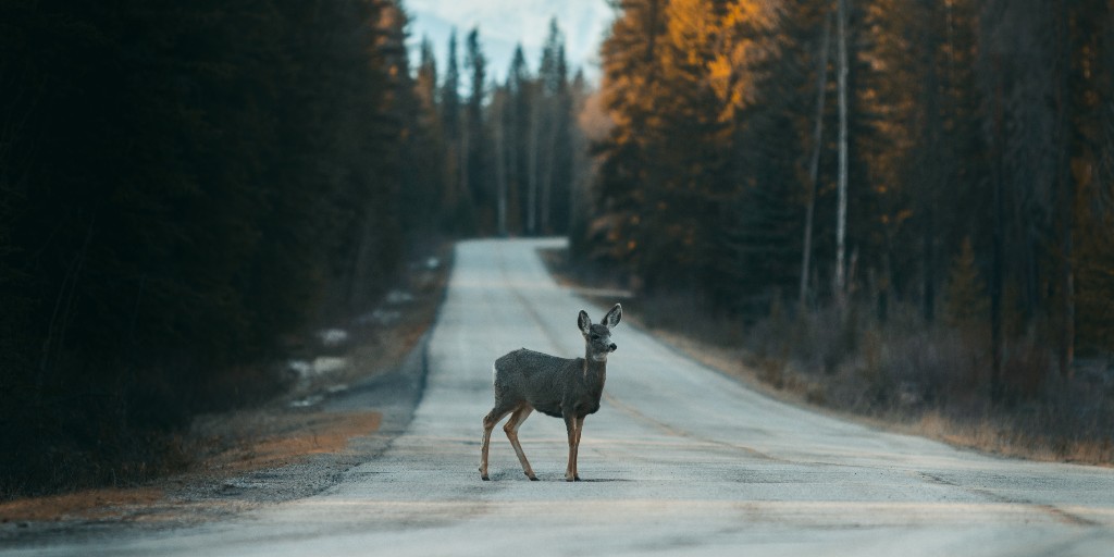 mysafetyFI's tweet photo. #Syksy'n pimetessä autoilijoiden on syytä keventää kaasujalkaa. Ota huomioon märkä ja liukas tienpinta sekä heikentynyt näkyvyys. 🍁 Kannattaa myös tarkastaa uutuustuotteemme Tieturvavakuutus, joka auttaa monipuolisesti yllättävissä matkan keskeytymisissä: https://t.co/6xF4bI68hl https://t.co/sNJBet1TMR