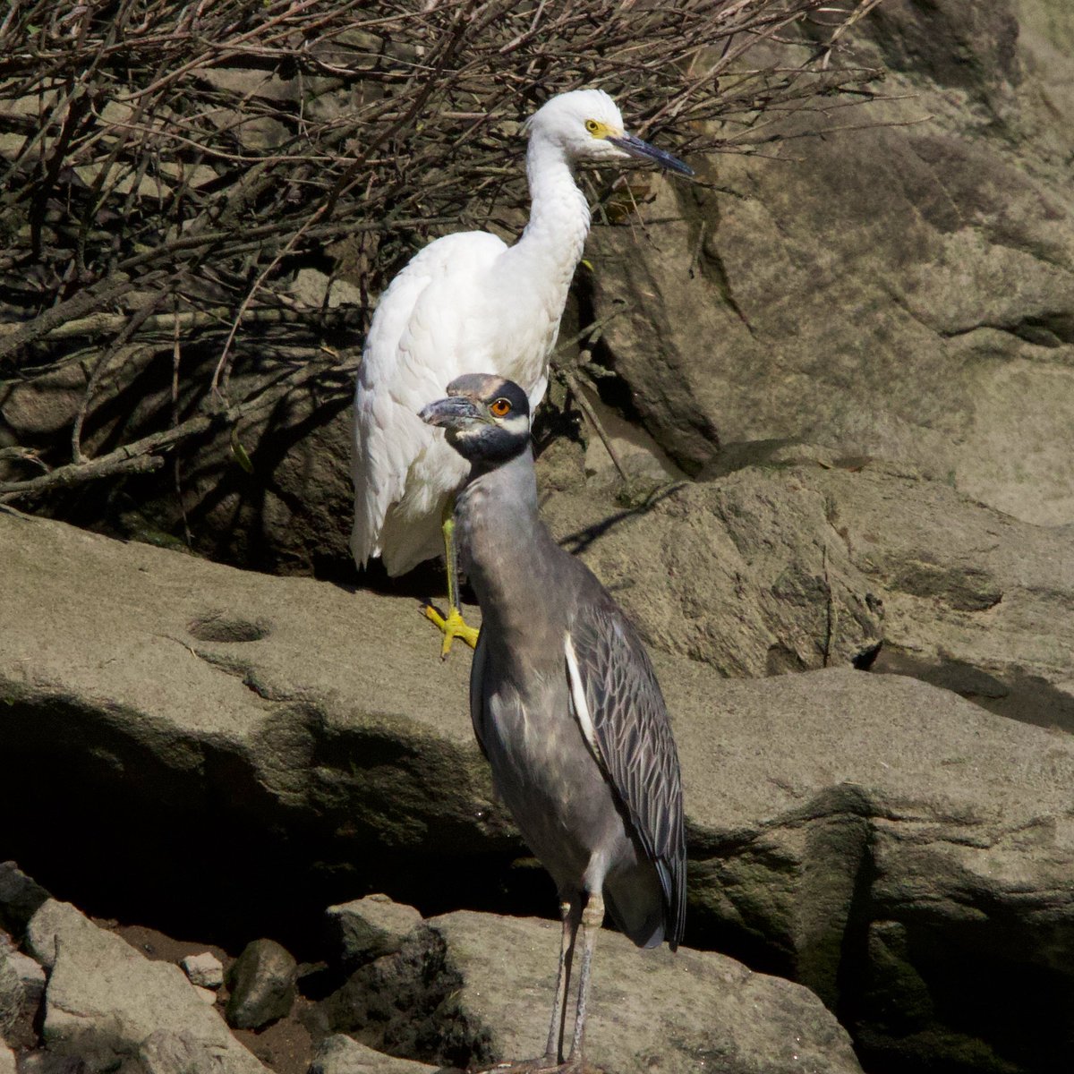 wildnewyorkshow's tweet photo. It’s not often you see Yellow-crowned Night Herons or Snowy Egrets in NYC, much less in the same frame! The Little Hell Gate Marsh is a small part of a small island but like all @NYCParks it hosts surprising biodiversity! 
#nycwildlife #wildnewyork #birding #birdwatching #birdcpp https://t.co/bpMsVm5LP4