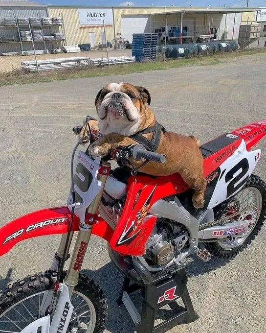 welove_bulldog's tweet photo. perfect shoot......
#dog #bulldog #puppylove #doge #doglover #frenchdog #puppies https://t.co/kfyI990dbX