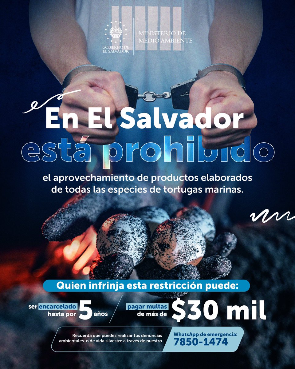 MedioAmbienteSV's tweet photo. En El Salvador es permanente la veda total al aprovechamiento de productos de cualquier especie de tortuga marina. 🚫🐢

🚨Puedes realizar tus denuncias ambientales o de vida silvestre a nuestro WhatsApp de emergencia: 7850-1474 https://t.co/d7qiwo0OSn