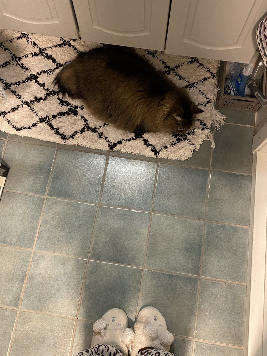 kity  on  bathroom  floor  she
s  so  supr  cute  ^___^