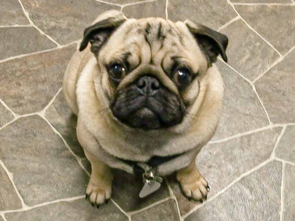 kuriosetage's tweet photo. Auf den Mops gekommen? 😍 Zumindest in den USA, die seit 2012 den 15. Oktober als nationalen Mops-Tag (engl. National Pug Day) feiern. #NationalPugDay #MopsTag #kuriosefeiertage
https://t.co/IVMUx5IhCX https://t.co/bw4HPXtCkg