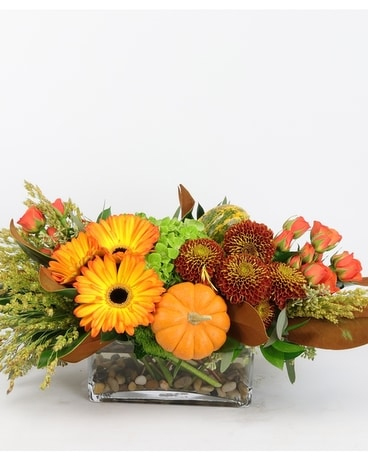 HuismanFlowers's tweet photo. ππWhether you like Classy Fall, πΉAutumn Plants πͺ΄ or want to send a fall gift 'just because,' weβve got something for everyone! https://t.co/2SQ0AMyxIS
π
π»
#fallflowers #autumn #pumpkins #grandhaven #hollandflorist #mums #fallplants #floralarrangement #huismanflowers https://t.co/CgxEqRy7c6
