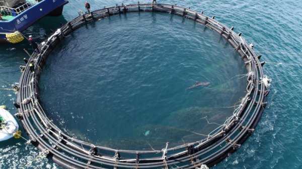 수족관의 고래류가 바다로 방사되기 전까지 지내는 고래바다쉼터.
당초 경북 영덕 대진1리항에 만들어질 예정이었으나 올해 예산이 전액 삭감.
3년째 예산이 전액 삭감중.
국내 수족관, 21마리의 고래들이 바다로 돌아갈 수 있을지....