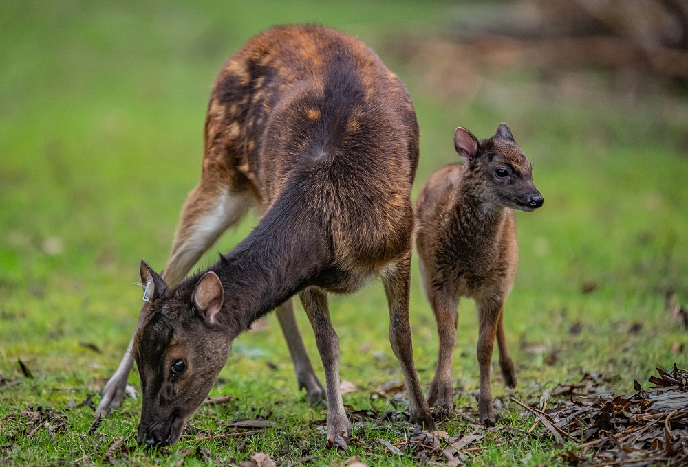 ✨We're are proud to announce nominations are open for our first ever BIAZA Woman of the Year Award 2024!✨

Any female staff member at a BIAZA site can be nominated – we welcome and encourage diversity.

Deadline for nominations is 31 Dec
👉biaza.org.uk/biaza-woman-of…

📷Chester Zoo