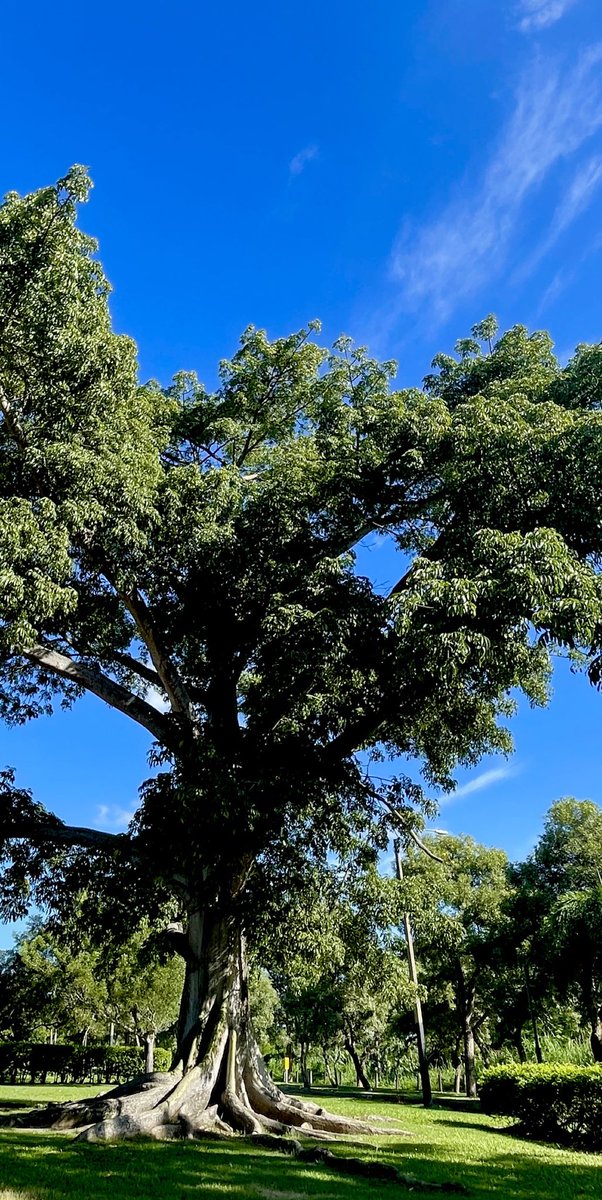 epintadorm's tweet photo. A gorgeous tree with my blue sky. #justnature #walkingrunning🏃‍♀️ #beautifulmorning☀️ https://t.co/615EEnKT36