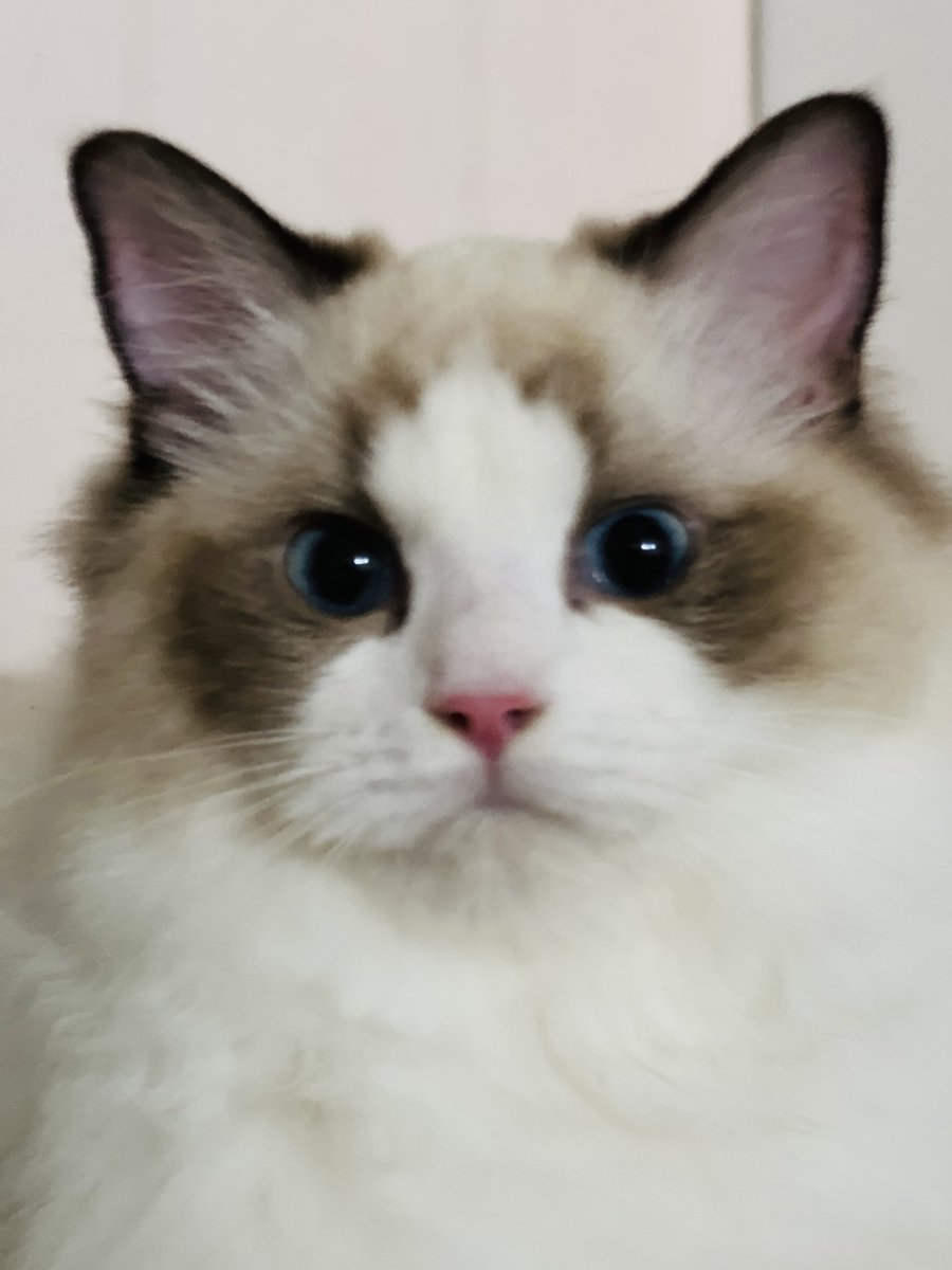 SPDDRAGON's tweet photo. Cat ID photo https://t.co/pa4tc5zrG1