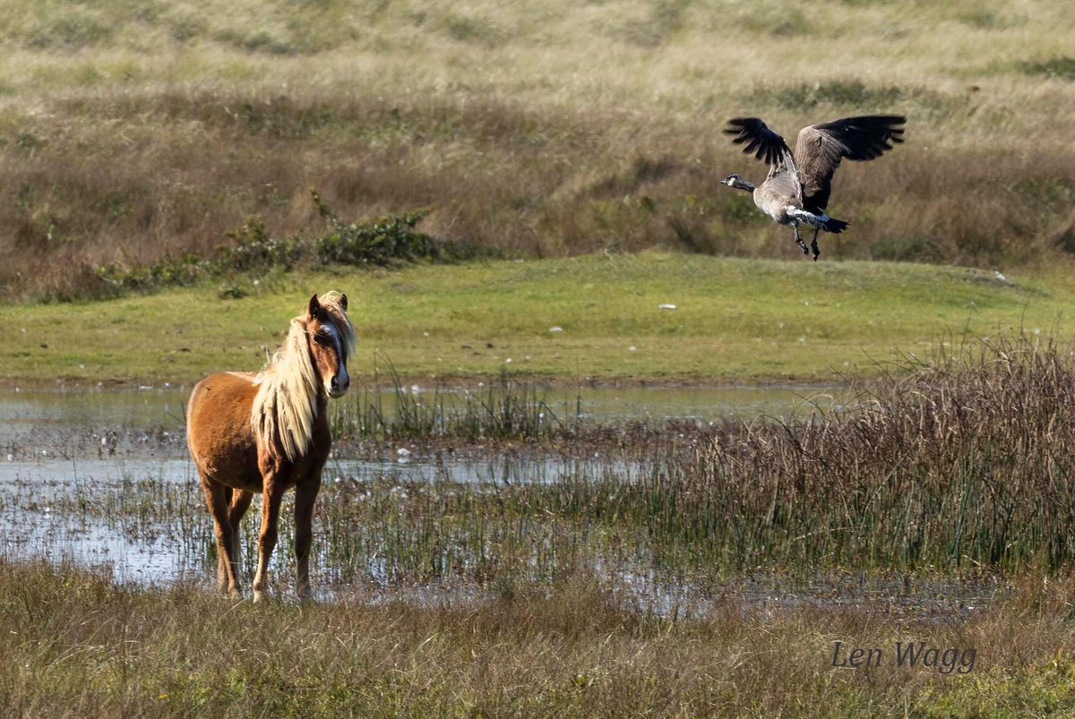 A Sable Island horse watches as a Canadian goose flies over its head near a pond on Sable Island National Park Reserve.  #parkscanada #sableisland #sableislandnationalparkreserve #explorecanada🍁 #canada #visitnovascotia #hfxnoise #halifax #novascotia