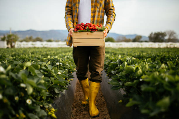 Camrosh's tweet photo. Innovation, especially #Biotechnology, is key to agriculture's growth. 

Swift action is vital; we must collaborate to secure #Food and tackle global challenges. 

Learn more: https://t.co/93ItFroue5 https://t.co/y6XwICXCNO