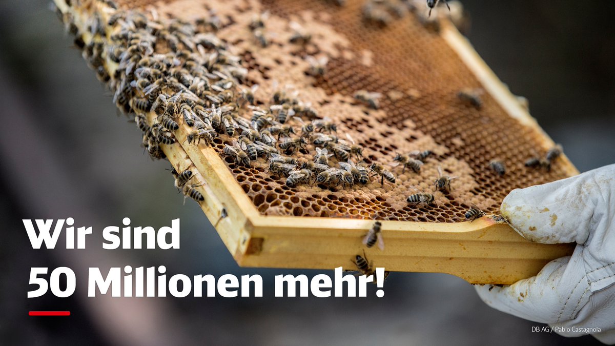 walter_sandra's tweet photo. Bei der Bahn summt es! 🐝
  
Denn wir sind viele. Rund 337.000 Mitarbeitende. Millionen Fahrgäste pro Tag. Und über 50 Millionen Bienen! 

Seit 2016 überlässt die Bahn privaten Imkern kostenlos DB-Flächen. Für unser Ökosystem. 🌱

#WirBeiDerDB https://t.co/UVEEohFBKy