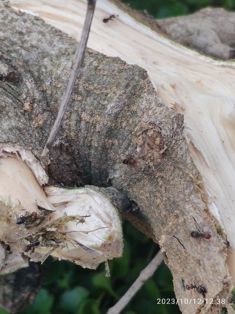 diazroca_daz's tweet photo. @CREAF_ecologia @IBE_Barcelona @CSIC Olivera, puigrebol morts per 🐜 vermella #cardedeu @ajcardedeu piquen i surten unes rontxes de cuidado, també núvols d mosquits i garces sense depredadors que maten els nius dels ocells autòctons... https://t.co/fDOGZYxBgU