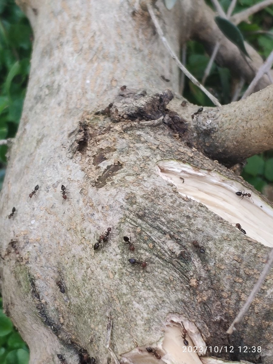 diazroca_daz's tweet photo. @CREAF_ecologia @IBE_Barcelona @CSIC Olivera, puigrebol morts per 🐜 vermella #cardedeu @ajcardedeu piquen i surten unes rontxes de cuidado, també núvols d mosquits i garces sense depredadors que maten els nius dels ocells autòctons... https://t.co/fDOGZYxBgU