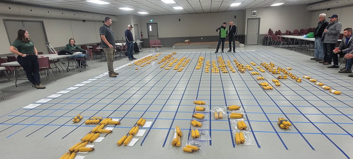 Learning more about the differences in  corn hybrids with <a href="/Greg_Stopps/">Greg Stopps</a> <a href="/PioneerSeedsCA/">Pioneer Seeds Canada</a> interesting to hear the different opinions and observations