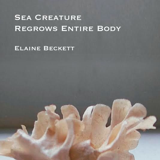 FestivalShute's tweet photo. Join us tonight 7 pm for a sparkling evening of poetry reading and talk with @Elaine__Beckett and @AnnPelletierT  on Elaine's latest collection! Details at https://t.co/zCdmvGkbi6 @Archwaybookshop @VervePoetryPres https://t.co/nahljM6UpB