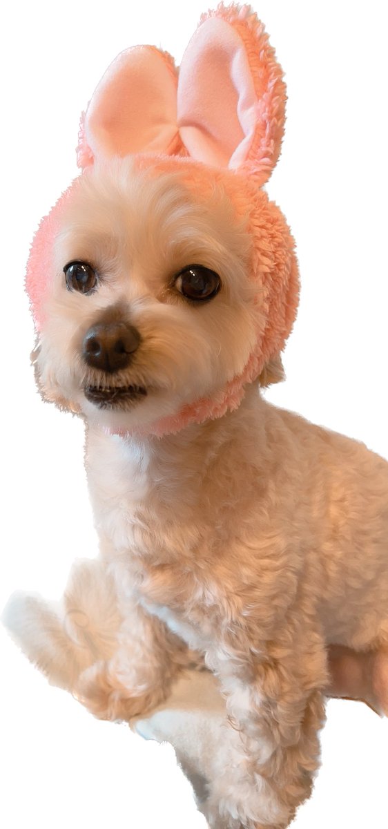 #画家坂本龍 
我が家の最愛の犬です🐶