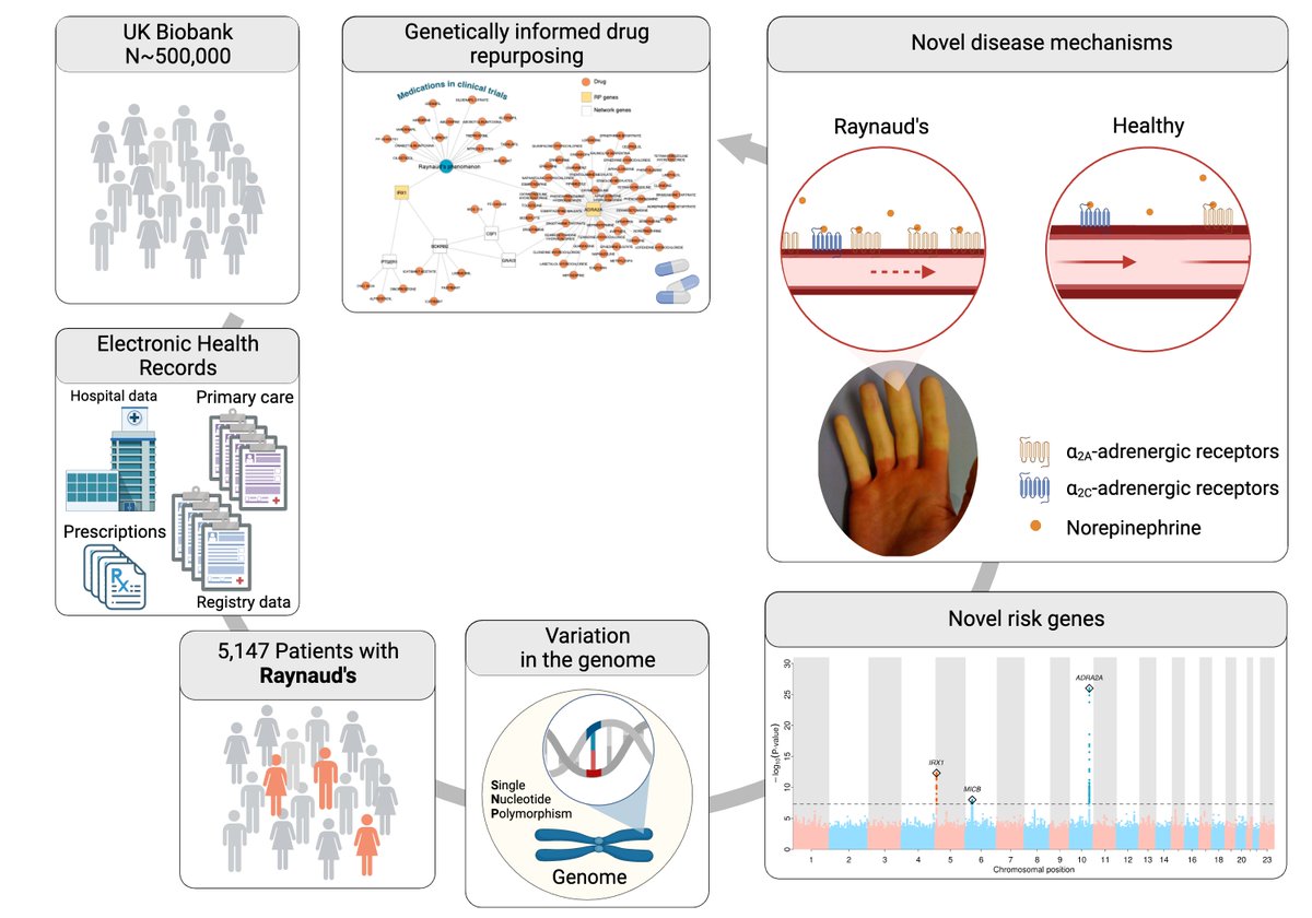 omicscience (@omicscience) on Twitter photo Combining health records from primary and secondary care we identified >5k cases <a href="/uk_biobank/">UK Biobank</a> and identified 3 genomic risk loci 🧬
replicated findings in @EastLondonGenes and <a href="/VUMChealth/">Vanderbilt Health</a> Combining health records from primary and secondary care we identified >5k cases <a href="/uk_biobank/">UK Biobank</a> and identified 3 genomic risk loci 🧬
replicated findings in @EastLondonGenes and <a href="/VUMChealth/">Vanderbilt Health</a>