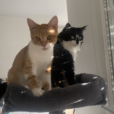 bibifauve's tweet photo. #NouvellePhotoDeProfil https://t.co/mca2cVa9hA