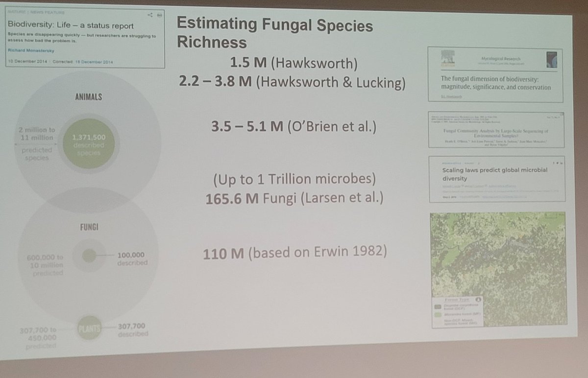 dr_norb's tweet image. How many #fungi species are there left to be described? We don't really know! Many are microscopic, not easy to study, not enough #mycologists. Huge task on little organisms. #sotwpf